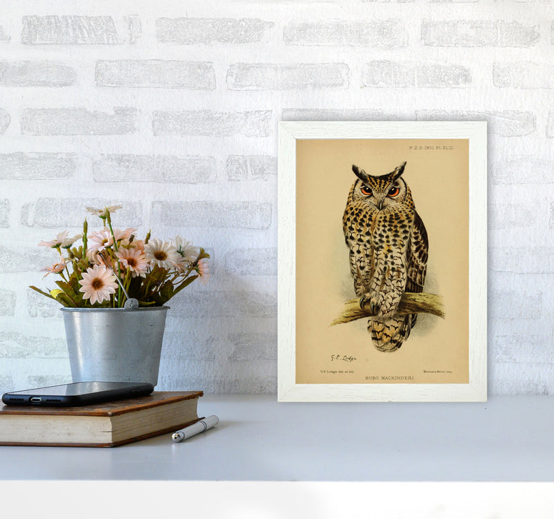 Vintage Owl Art Print by Jason Stanley A4 Oak Frame