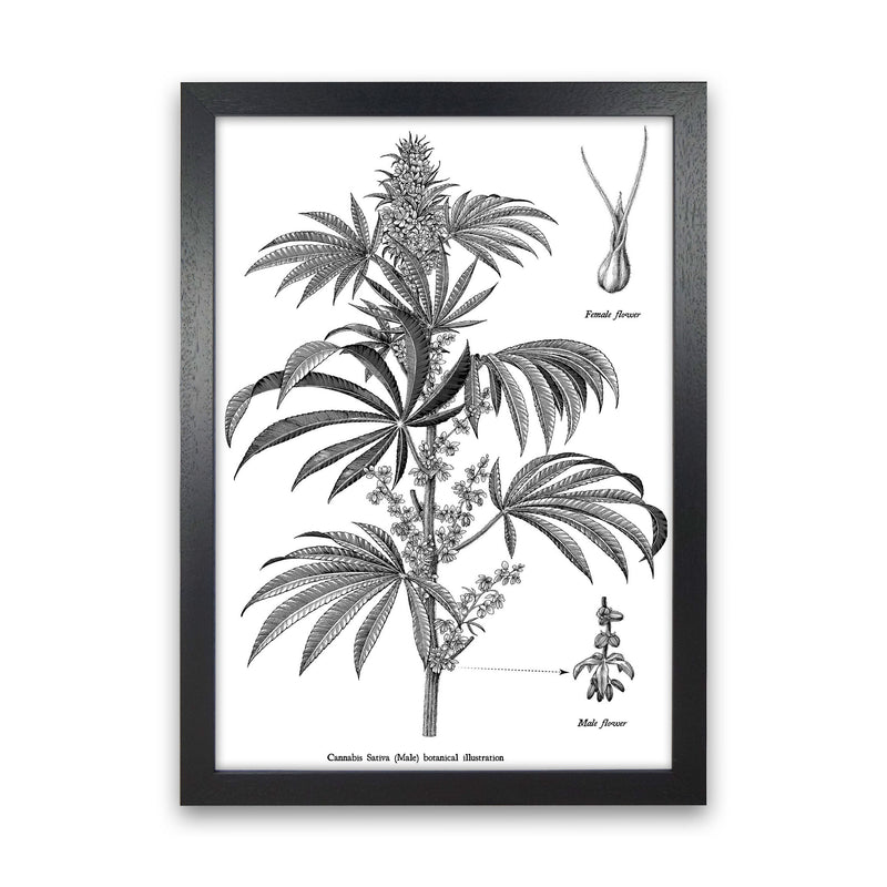 Cannabis Sativa Botanical Illustration Art Print by Jason Stanley Black Grain