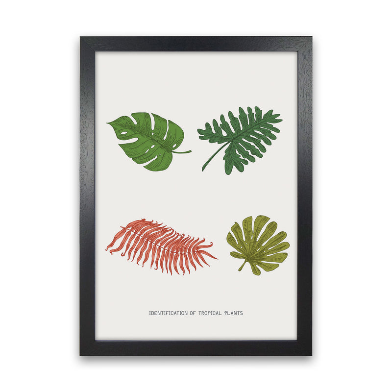 Identification Of Tropical Plants Art Print by Jason Stanley Black Grain