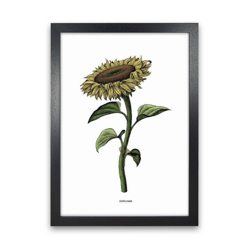 Sunflowers For President Art Print by Jason Stanley Black Grain