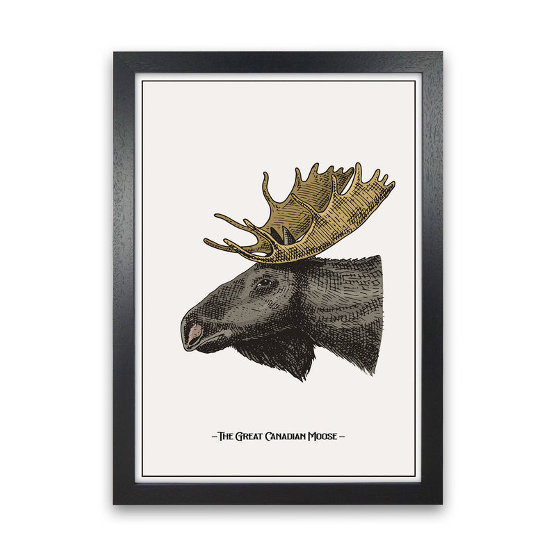 The Great Canadian Moose Art Print by Jason Stanley Black Grain