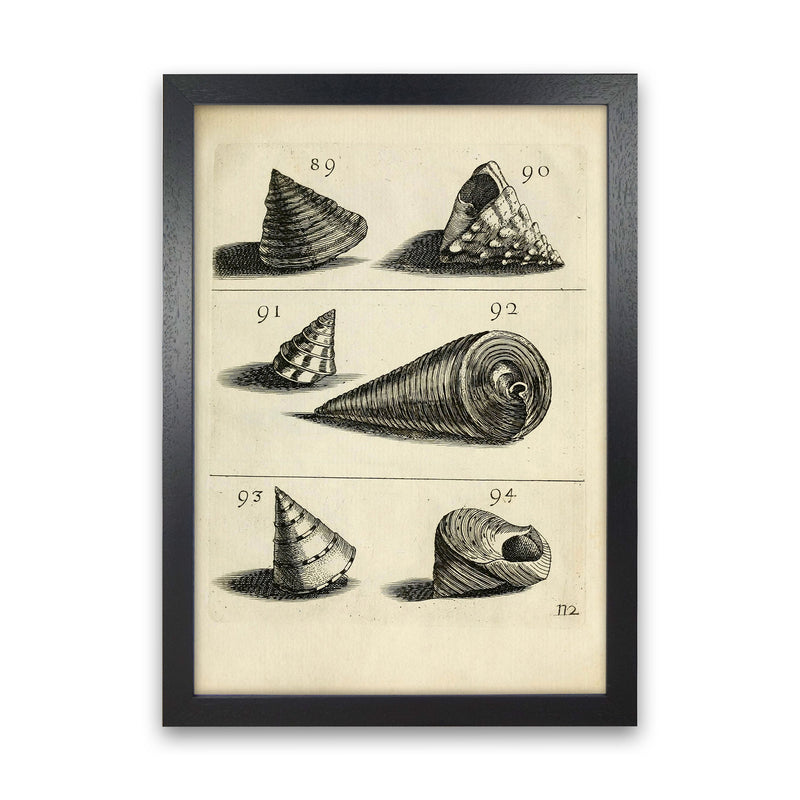 Set Of Vintage Shells Art Print by Jason Stanley Black Grain