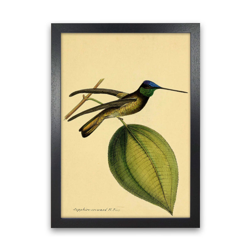 Crowned Humming Bird Art Print by Jason Stanley Black Grain