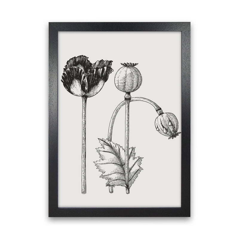 Vintage Poppy Plant Art Print by Jason Stanley Black Grain