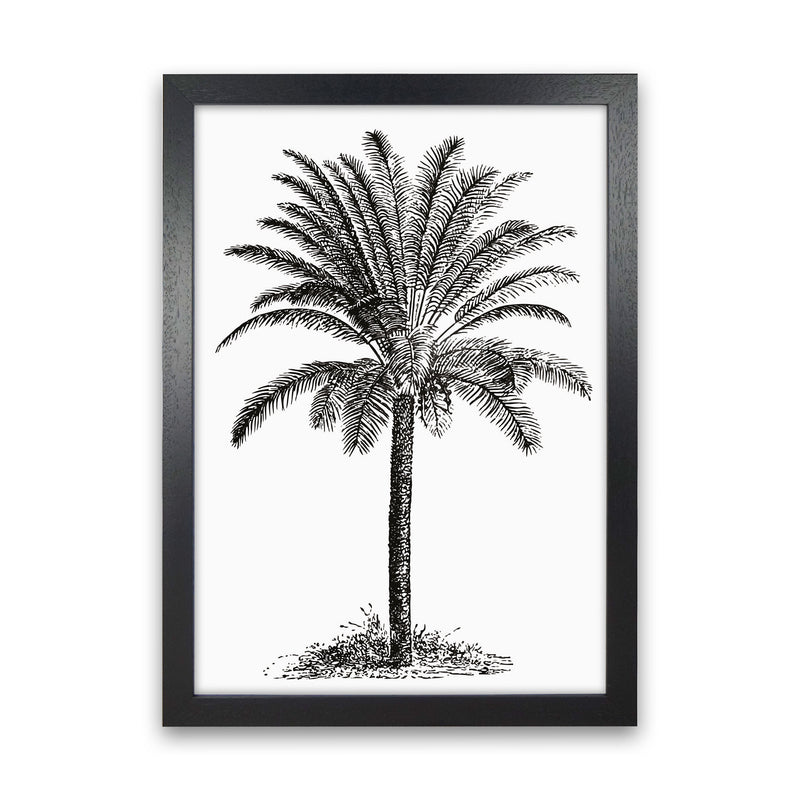 Vintage Palm Tree Art Print by Jason Stanley Black Grain