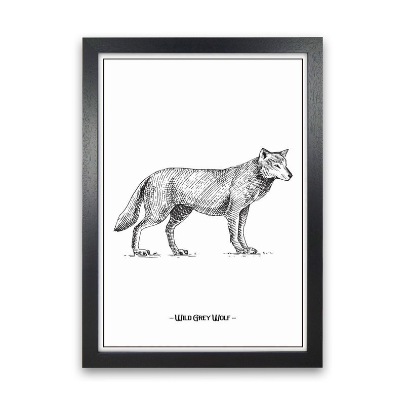Wild Grey Wolf Art Print by Jason Stanley Black Grain