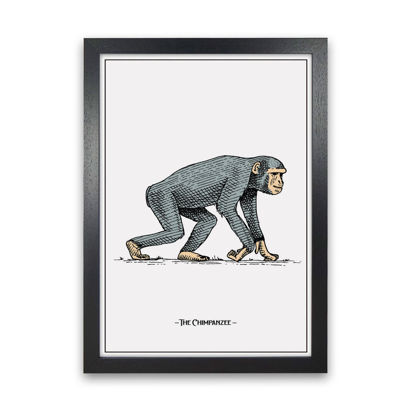 The Chimpanzee Art Print by Jason Stanley Black Grain