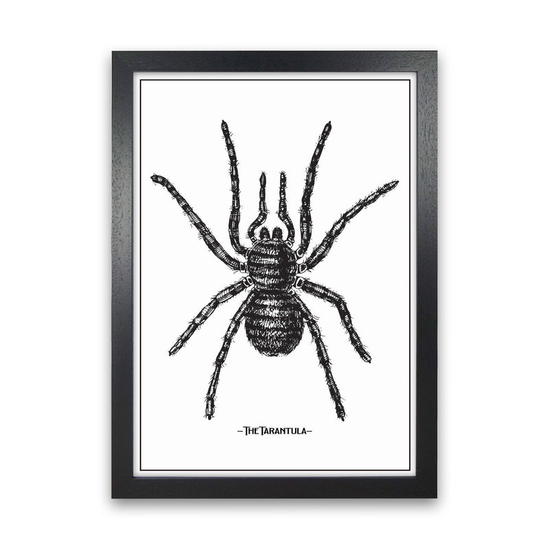 The Tarantula Art Print by Jason Stanley Black Grain