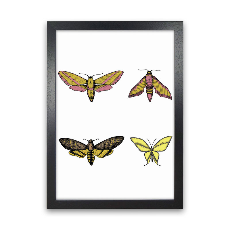 Vintage Moths Art Print by Jason Stanley Black Grain