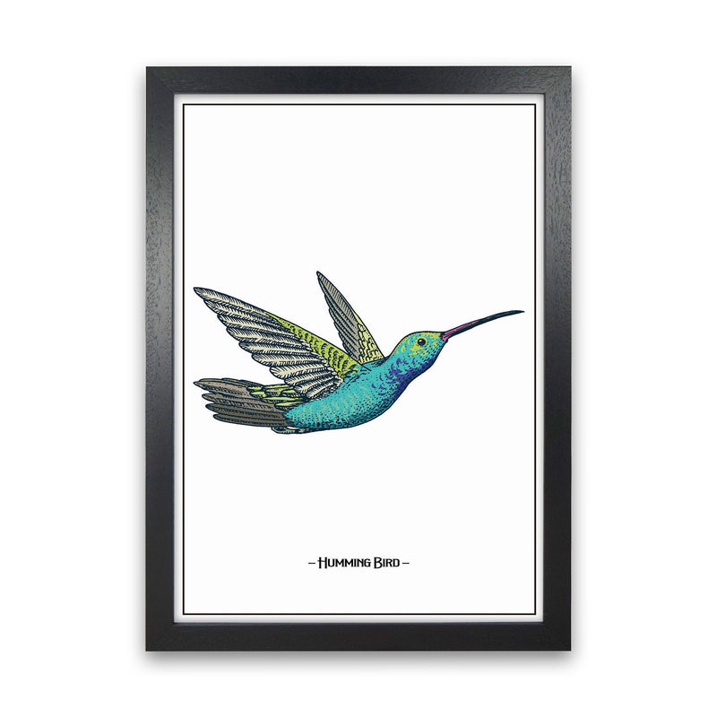 Humming Bird Art Print by Jason Stanley Black Grain