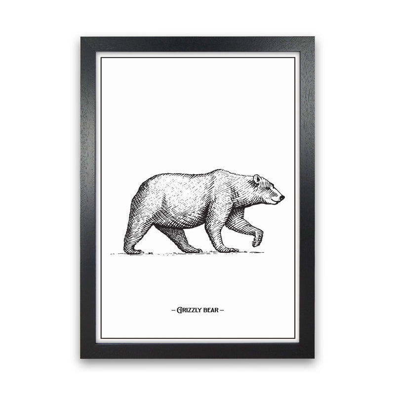 Grizzly Bear Art Print by Jason Stanley Black Grain