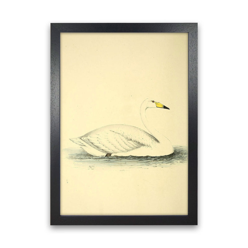 Vintage Swan Art Print by Jason Stanley Black Grain