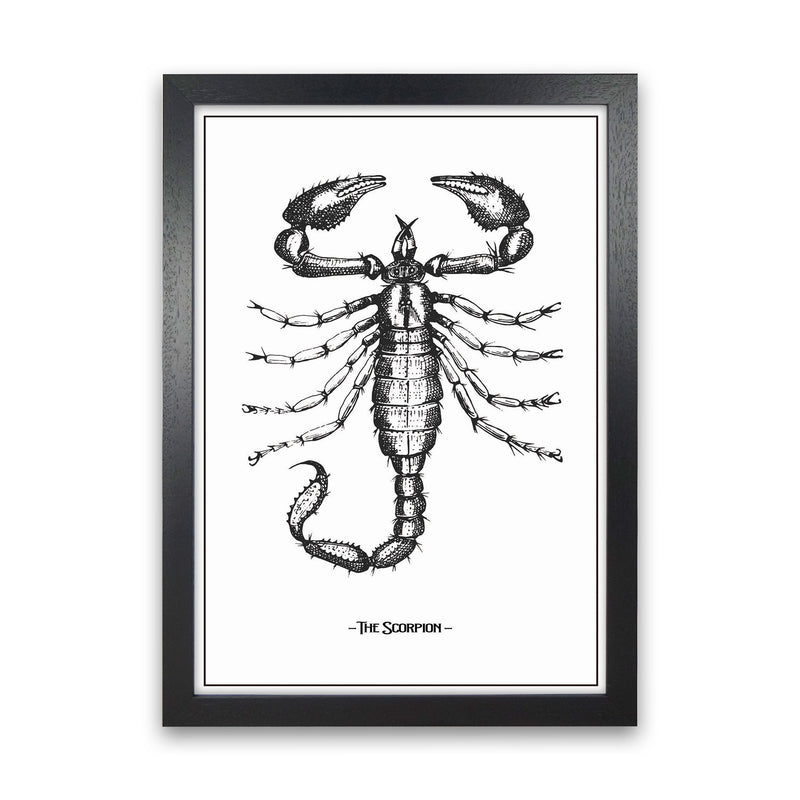 The Scorpion Art Print by Jason Stanley Black Grain