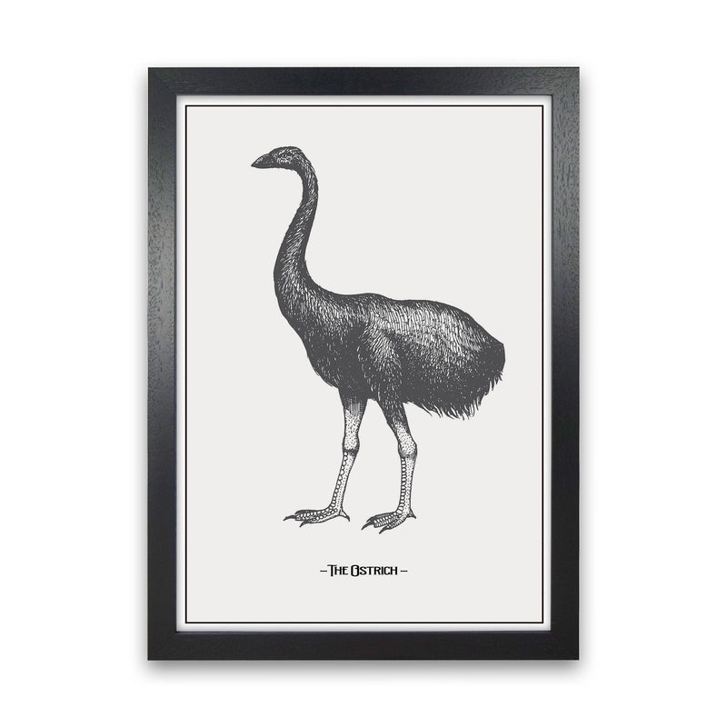 The Ostrich Art Print by Jason Stanley Black Grain