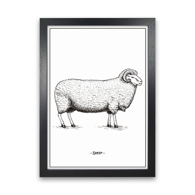Sheep Art Print by Jason Stanley Black Grain