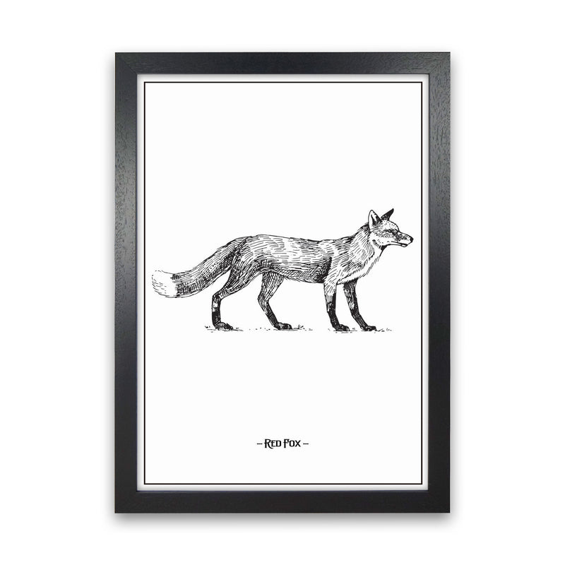 Red Fox Art Print by Jason Stanley Black Grain