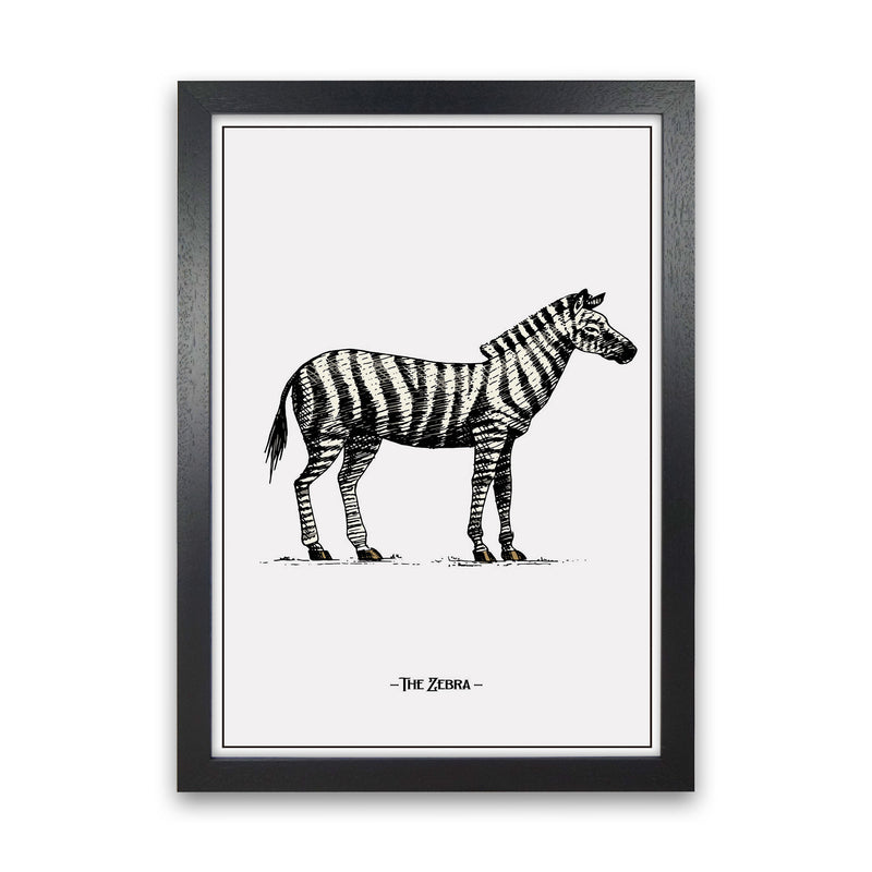 The Zebra Art Print by Jason Stanley Black Grain
