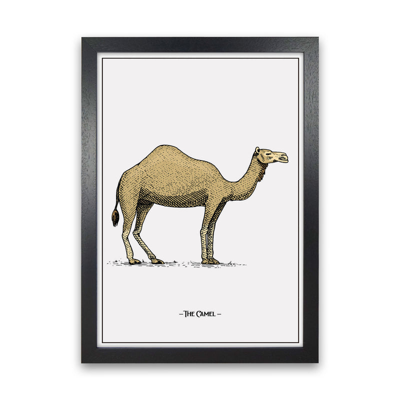 The Camel Art Print by Jason Stanley Black Grain