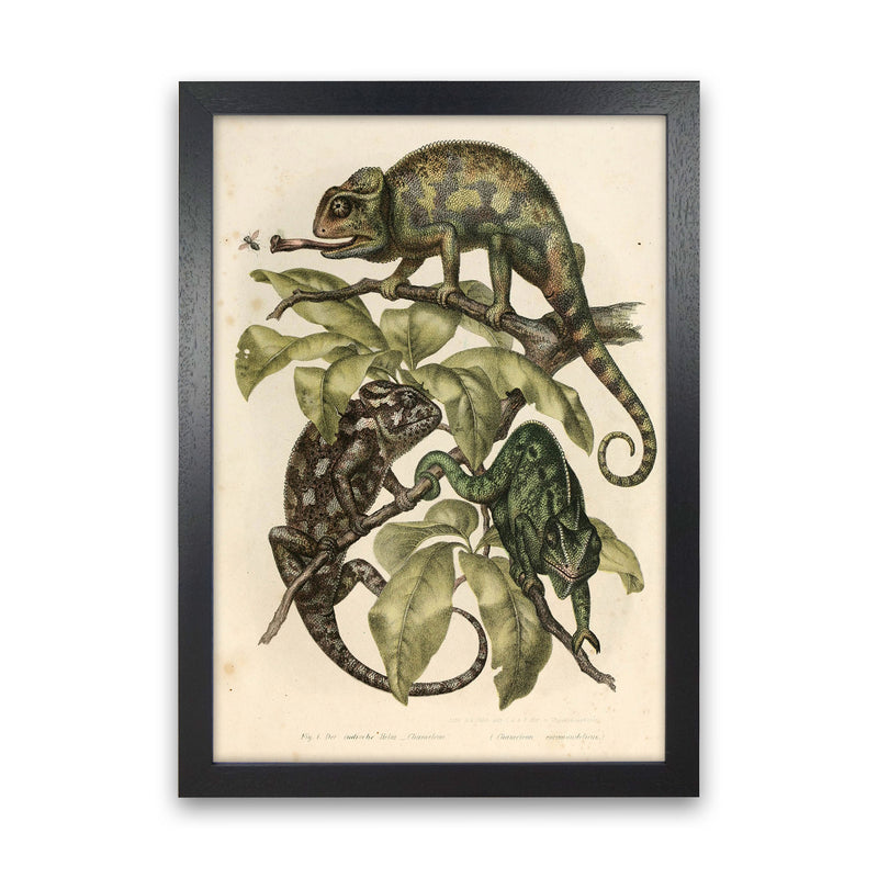Vintage Chameleon Illustration Art Print by Jason Stanley Black Grain