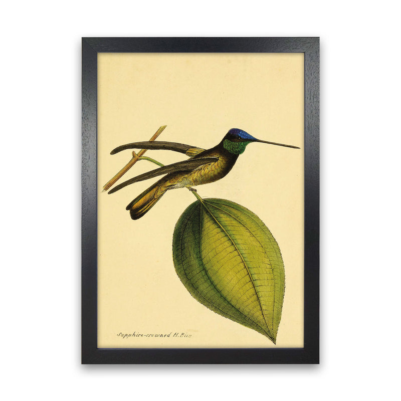 Sapphire Crowned Hummingbird Art Print by Jason Stanley Black Grain