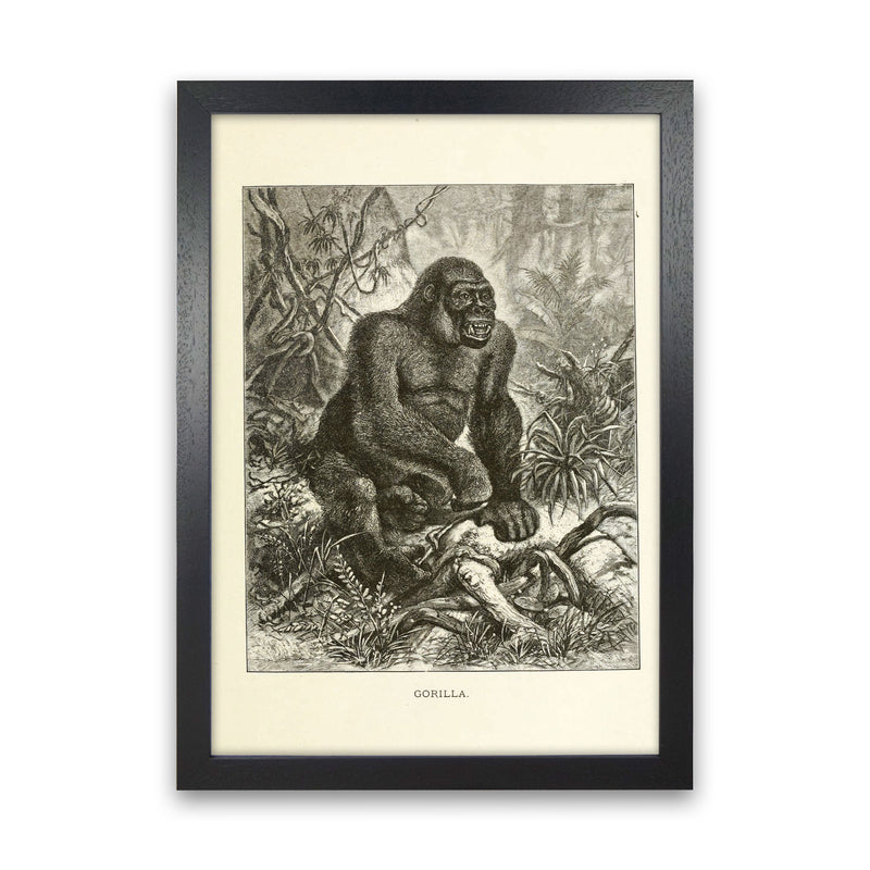 The Other King Of The Jungle Art Print by Jason Stanley Black Grain