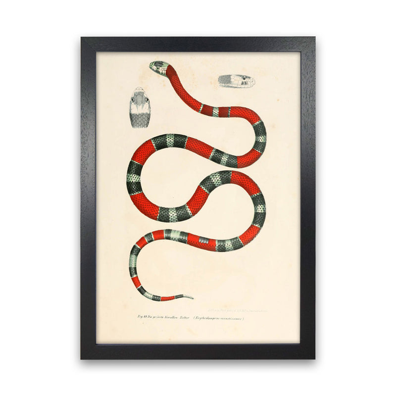 Vintage Snake Illustration 2 Art Print by Jason Stanley Black Grain