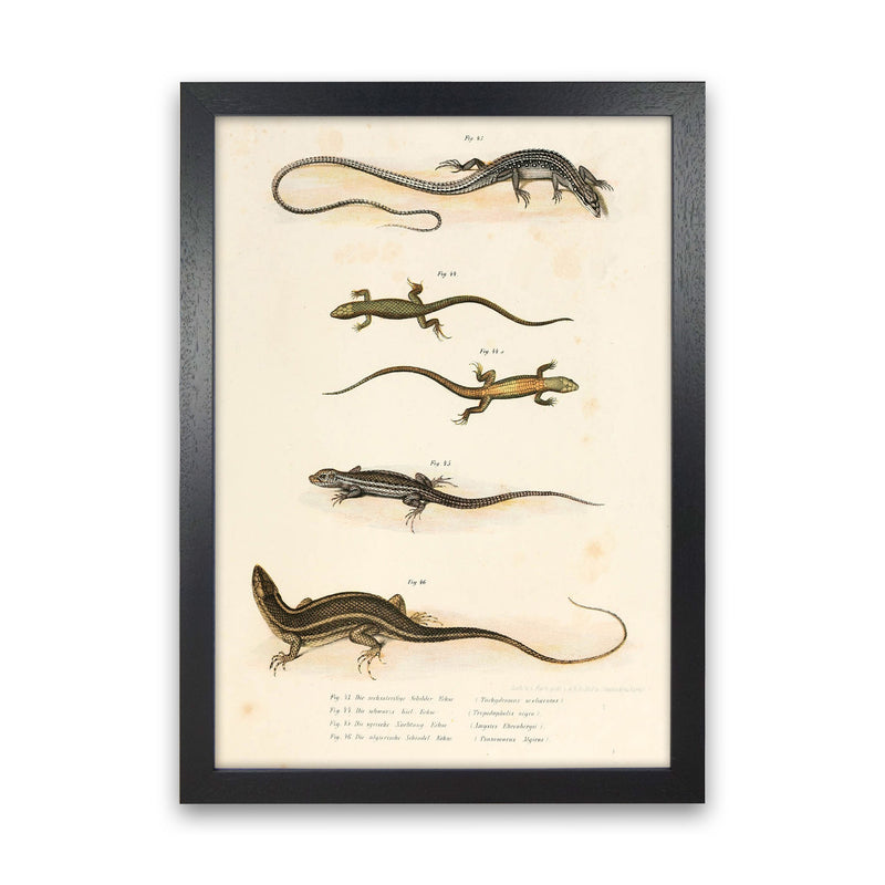 Vintage Salamander Illustration Art Print by Jason Stanley Black Grain