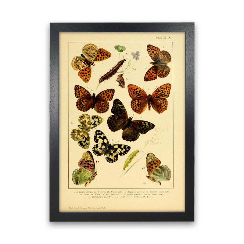 Vintage Butterfly Illustration Art Print by Jason Stanley Black Grain