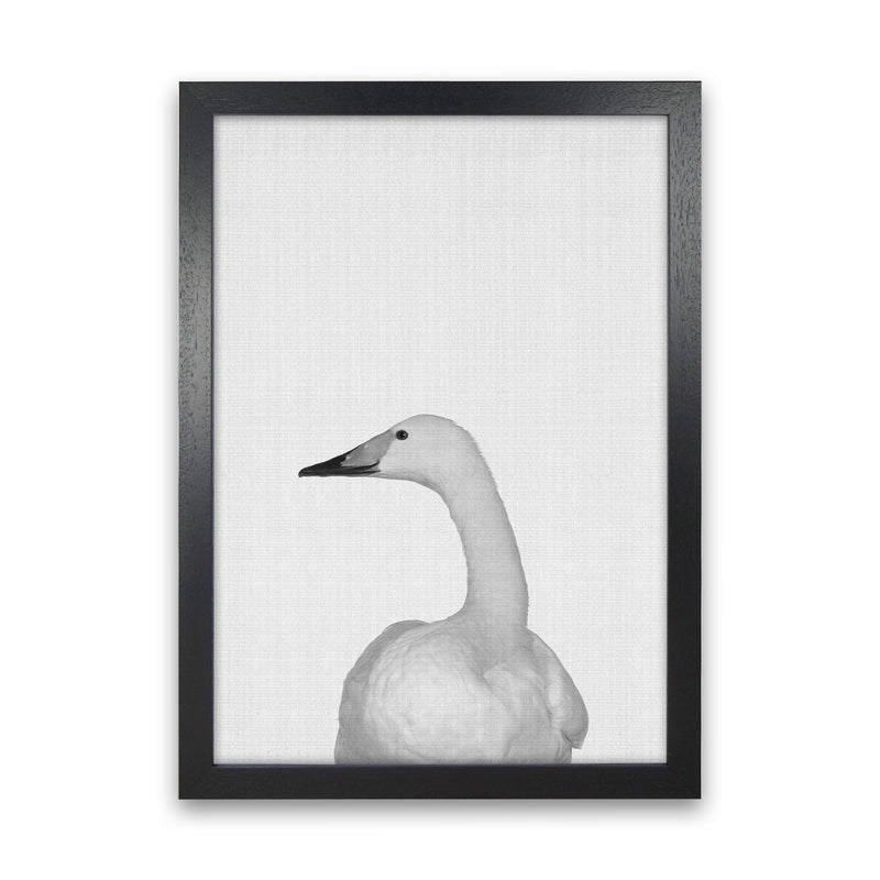 The Case Of The Lost Goose Art Print by Jason Stanley Black Grain