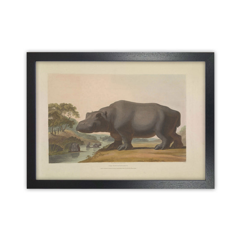 Vintage Hippo Illustration Art Print by Jason Stanley Black Grain