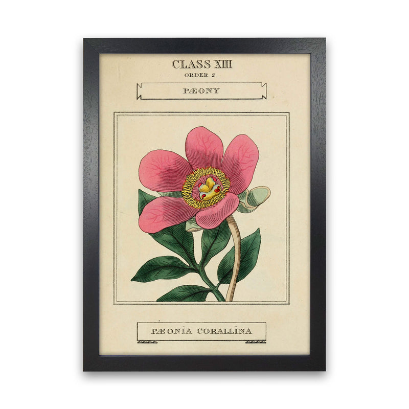 Vintage Flower Series 6 Art Print by Jason Stanley Black Grain