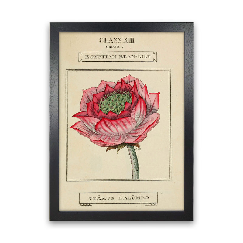 Vintage Flower Series 7 Art Print by Jason Stanley Black Grain