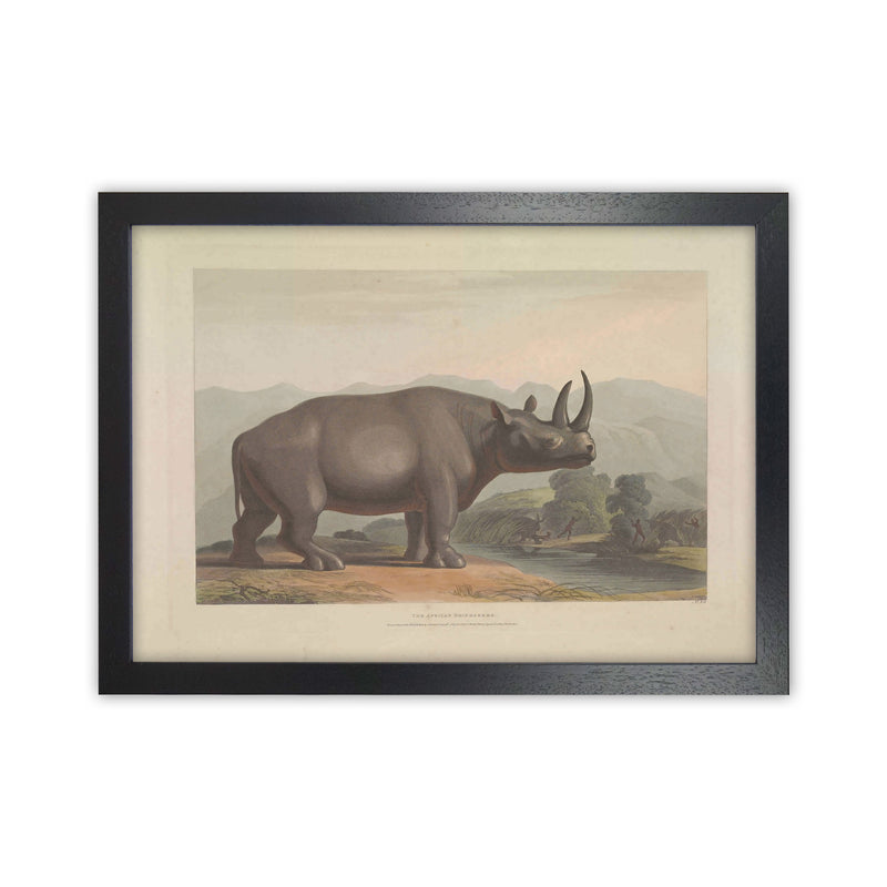 Vintage Rhino Illustration Art Print by Jason Stanley Black Grain
