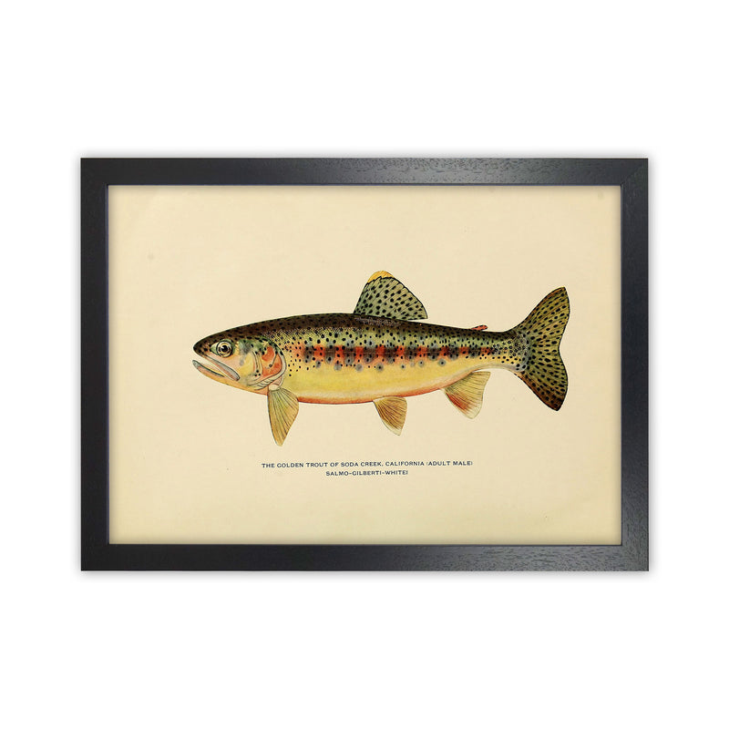 Golden Trout Illustration Art Print by Jason Stanley Black Grain