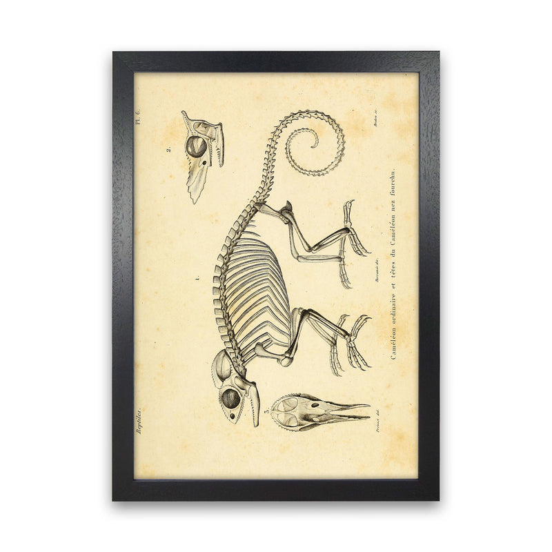 Chameleon Skeleton System Art Print by Jason Stanley Black Grain