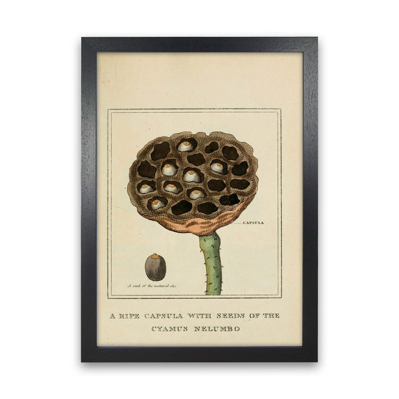 Vintage Flower Series 3 Art Print by Jason Stanley Black Grain