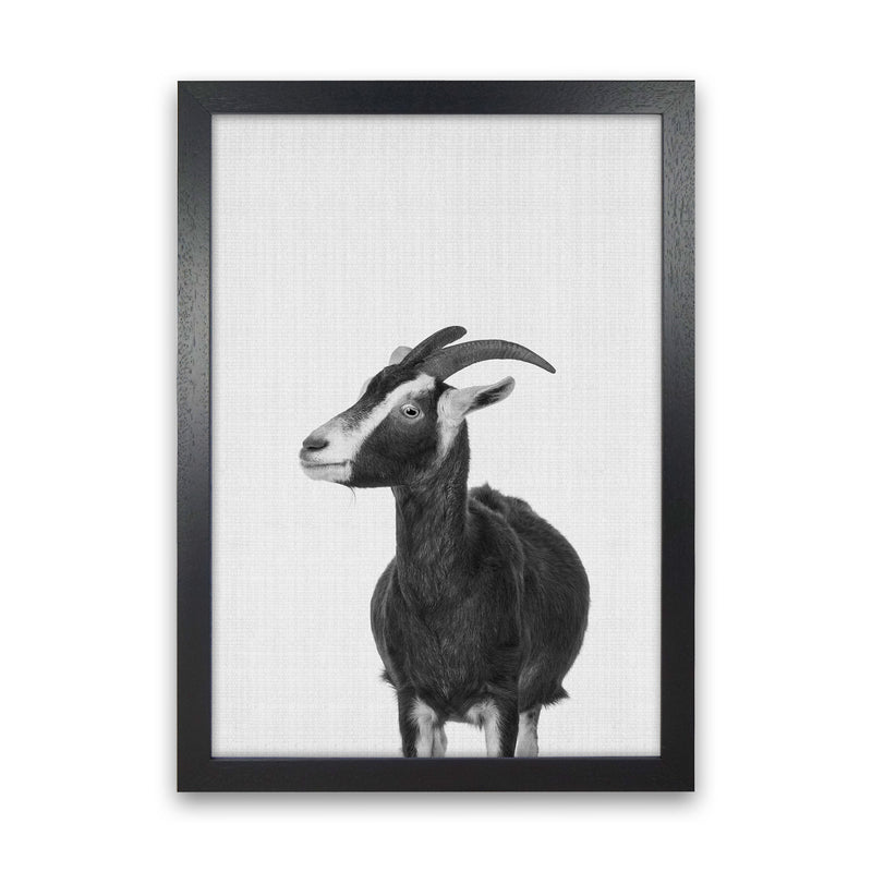 This Goat Takes The Cake Art Print by Jason Stanley Black Grain
