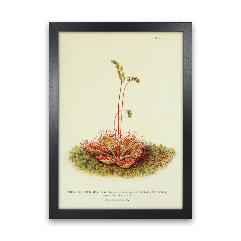 A Carnivorous Plant Art Print by Jason Stanley Black Grain