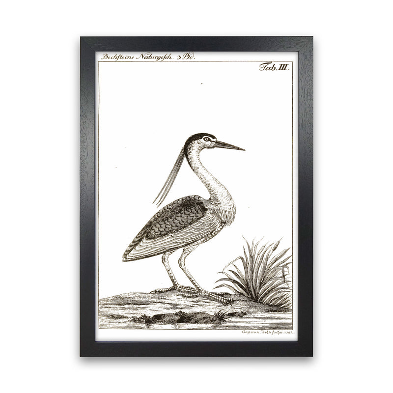 Vintage Hunting Bird Art Print by Jason Stanley Black Grain