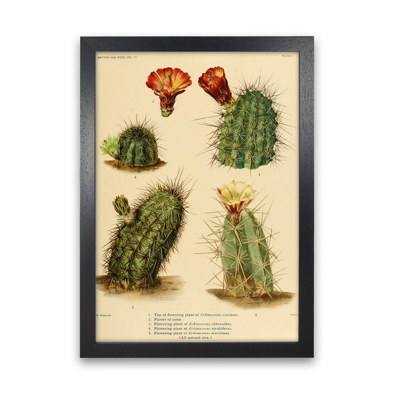 Cactus Series 1 Art Print by Jason Stanley Black Grain