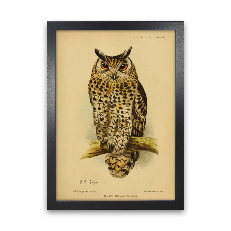 Vintage Owl Copy Art Print by Jason Stanley Black Grain