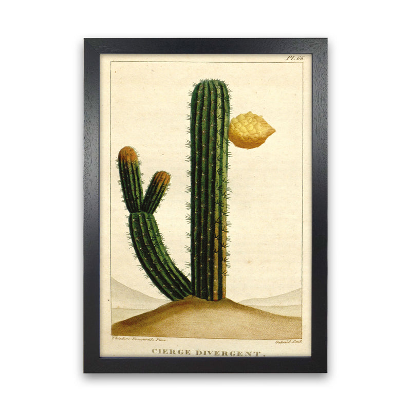 Vintage Cactus II Art Print by Jason Stanley Black Grain