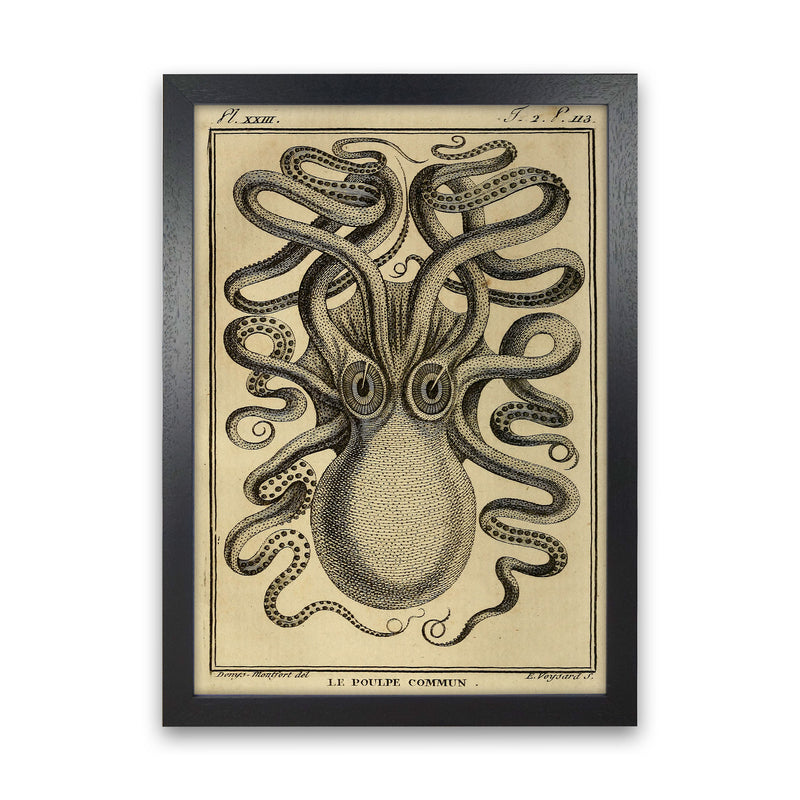 Vintage Octopus 2 Art Print by Jason Stanley Black Grain
