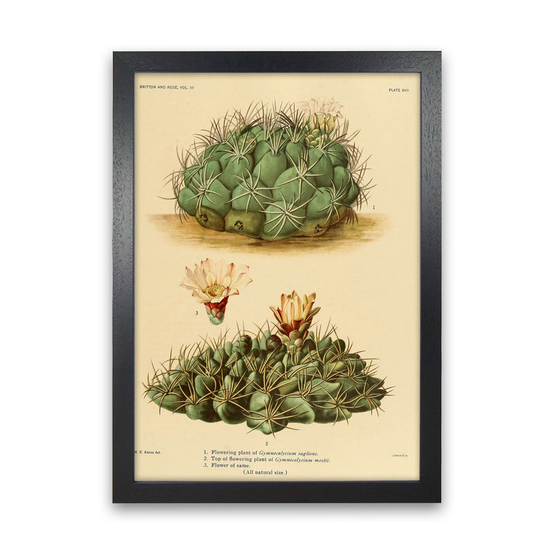Cactus Series 12 Art Print by Jason Stanley Black Grain