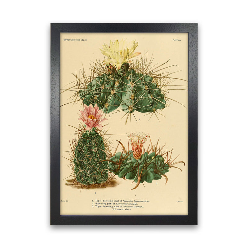 Cactus Series 11 Art Print by Jason Stanley Black Grain