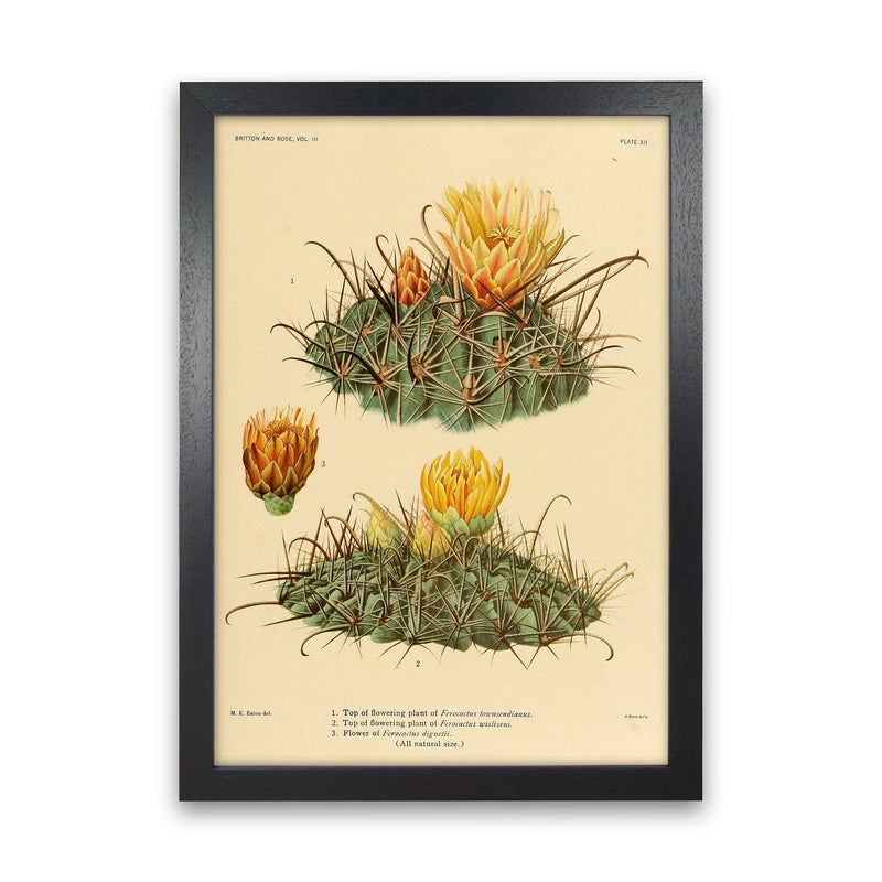 Cactus Series 9 Art Print by Jason Stanley Black Grain