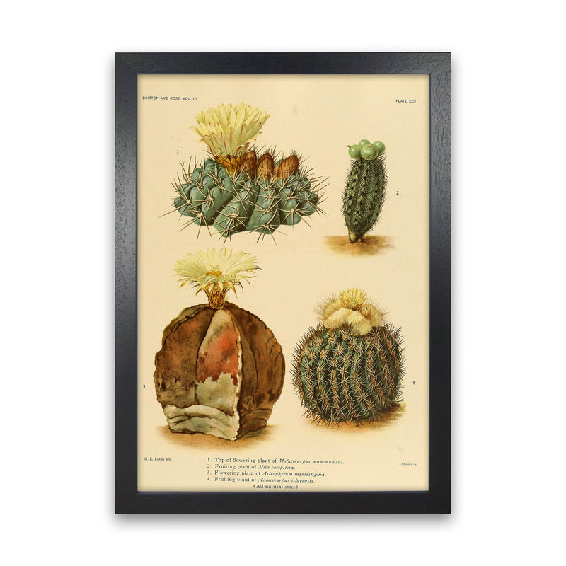 Cactus Series 16 Art Print by Jason Stanley Black Grain