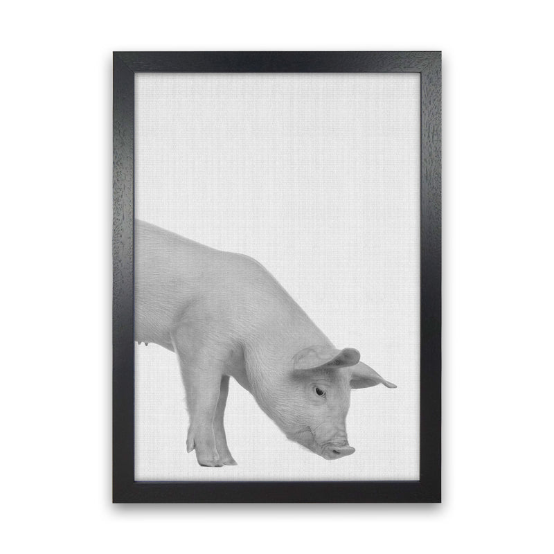 The Cleanest Pig Art Print by Jason Stanley Black Grain