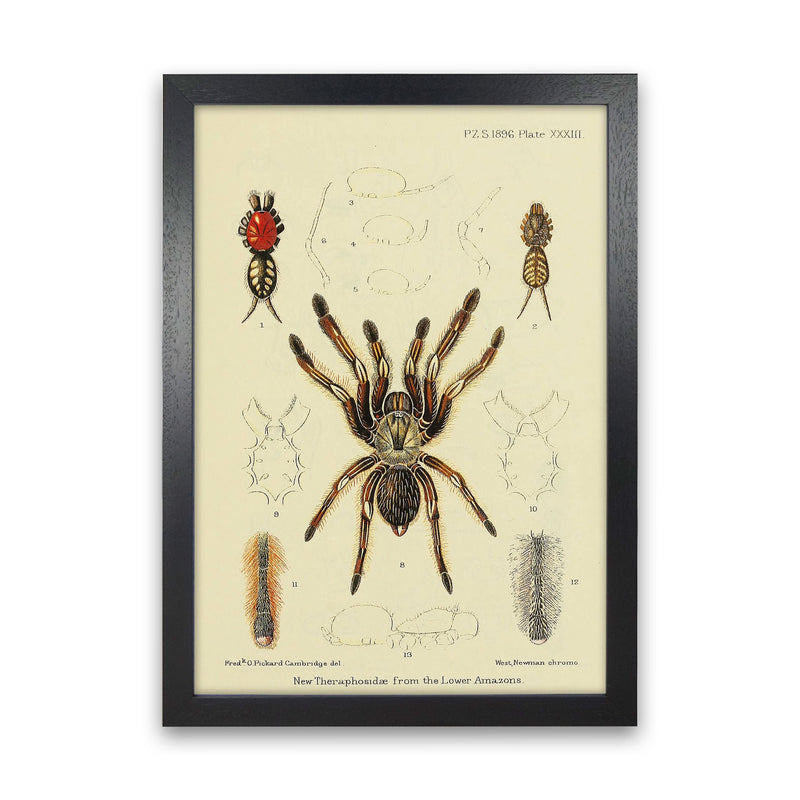 Vintage Tarantula Art Print by Jason Stanley Black Grain