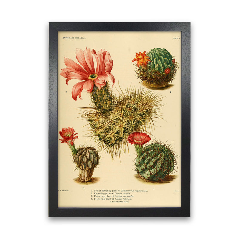 Cactus Series 4 Art Print by Jason Stanley Black Grain